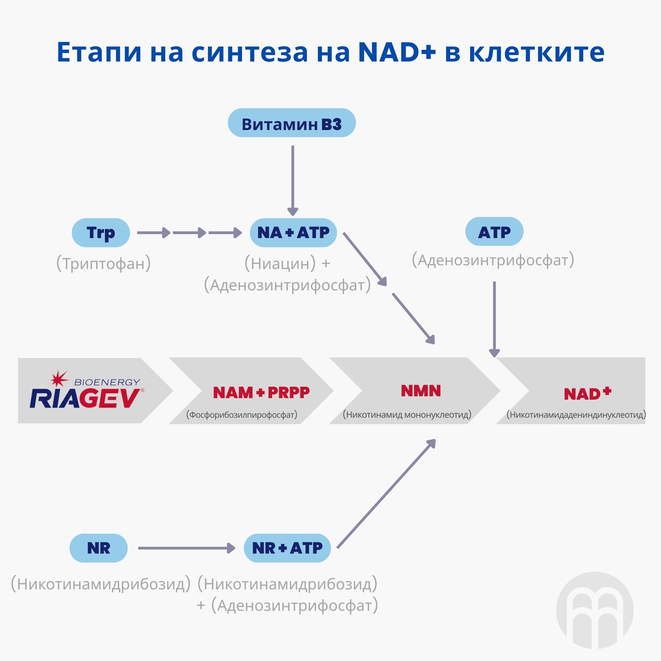 (Bulharština) Tvorba NAD+ v b…